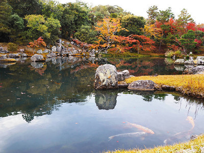鲤鱼在五颜六色的秋天公园的池塘里有红枫树背景日本京都图片