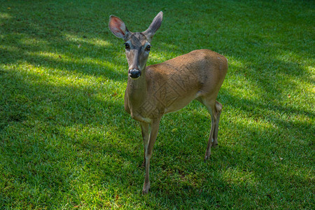 近距离是一只成年母鹿站在后院的草地上在阳光明媚的图片