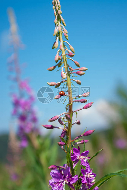 粉红青菜花Ivan茶叶树叶图片