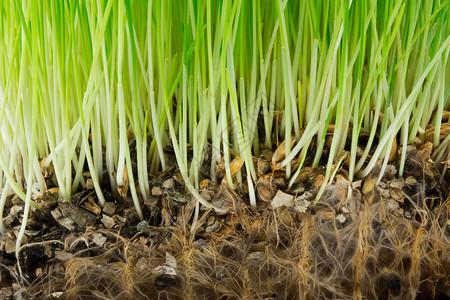 鲜绿的草和土壤中的根图片