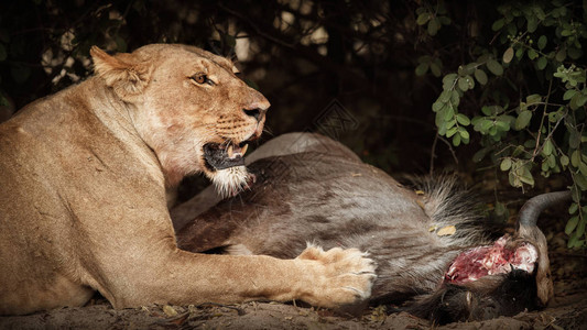与死去的野兽的大母狮自然栖息地中的野生动物非洲野生动物在非洲喂图片