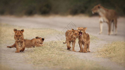 一群狮子和幼崽在美丽的光线下自然栖息地中的野生动物非洲野生动物这是非图片