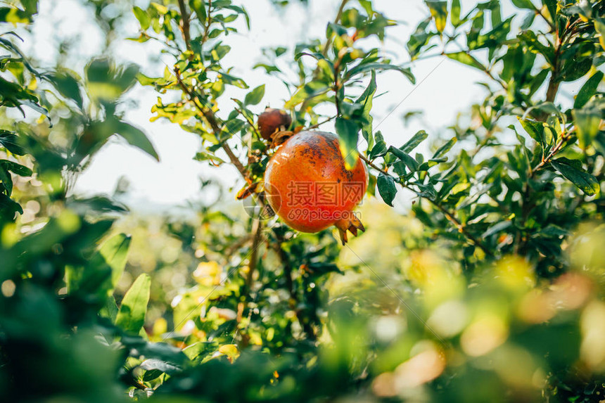 红色橙色和成熟的石榴果实挂在树枝上有石榴花或的枝条红色橙色和成熟的石榴果图片