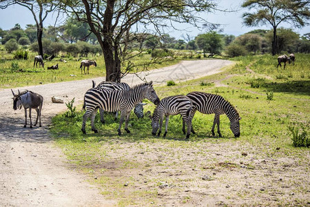 塔兰吉雷公园的非洲动物图片