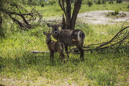 坦桑尼亚阿鲁沙Tarangire公园带有婴儿的英特罗普图片
