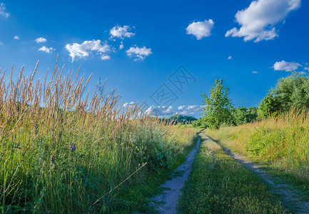 穿过草原的泥土路美丽的夏季风景图片