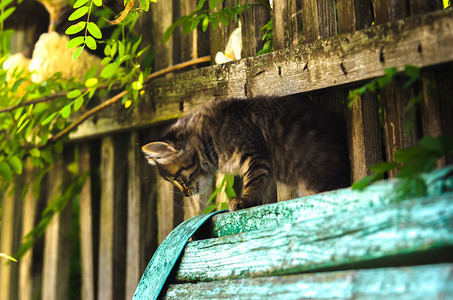 木栅栏上的夏日村庄小猫图片