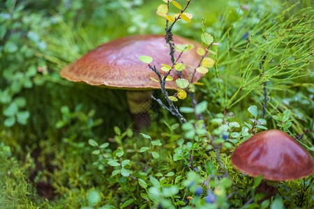 苔原一种小蘑菇在苔和油香图片