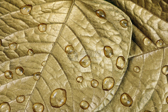 叶子上的水滴纹理背景中的金图片