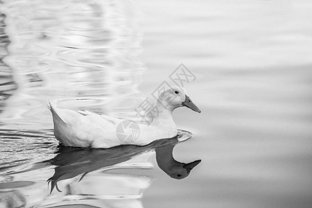 罕见的白鸭变种人反射水湖自然鸟类野图片