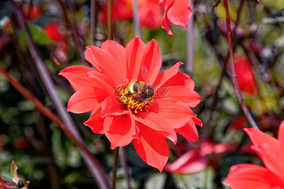 红花上的蜜蜂在图片