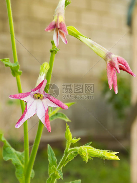 花园里长着美丽鲜艳的花朵烟草红花粉红色的花有趣的花朵纹理花园的观赏植图片