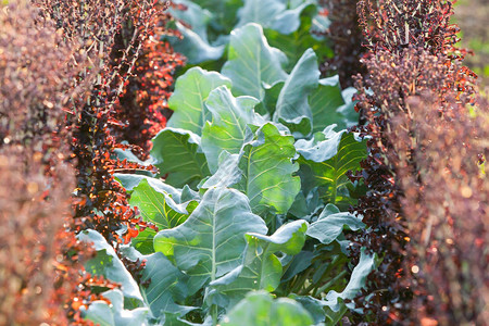 有机蔬菜种植农场新鲜的羽衣甘蓝和紫羽衣甘蓝在日落夏季浅景深当地有机农图片