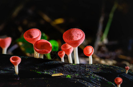 真菌杯红色蘑菇香槟杯或粉红色烧杯图片