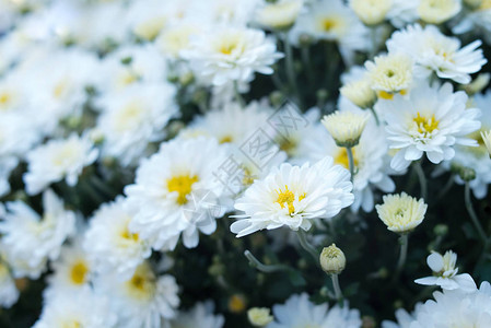 白田花背景甘菊花雏菊花图片