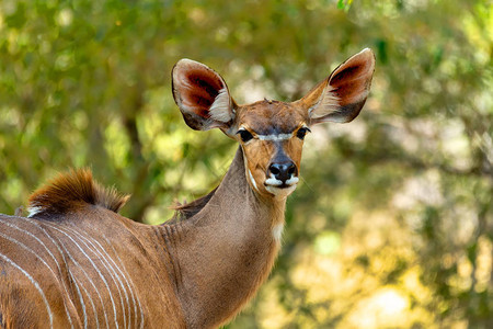 美丽的羚羊女Kudu肖像图片