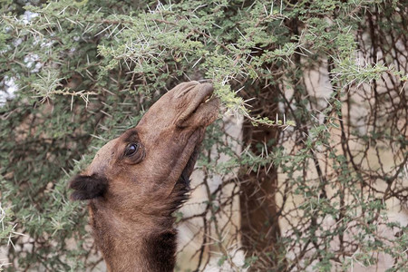 棕色龙虾Camelusdroomedari图片