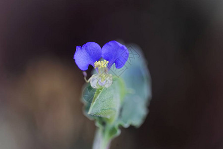 东非白嘴花的朵Comelinaco图片