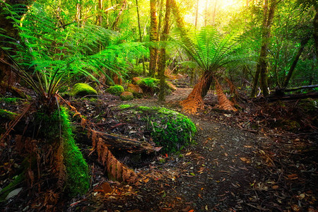 澳大利亚塔斯马尼亚塔斯曼半岛郁葱的热带雨林丛中的美丽小径古老的侏罗纪时代丛林是澳大利亚塔斯马尼亚著名的丛林徒步三海角图片