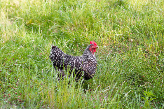 灰鸡和红鸡在草地上射图片
