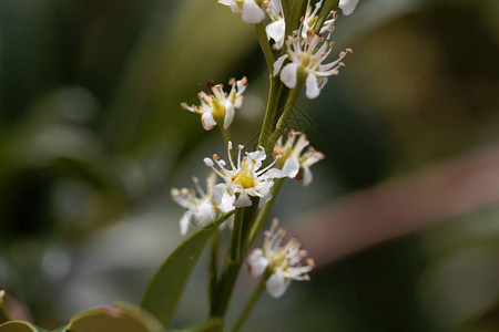 樱桃萝露花Prunuslauurecerasu图片