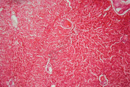 猪肝切片的显微镜照片图片素材