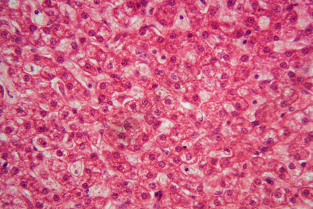 猪肝切片的显微镜照片图片素材