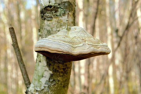 树干上的白桦茸蘑菇图片