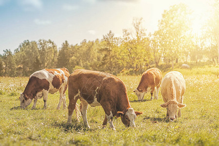 夏季在草地上放牧的牲畜瑞典图片