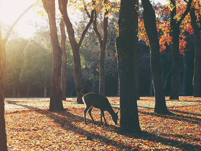 秋天清晨在日本奈拉纳公园露娜公园的Silho图片