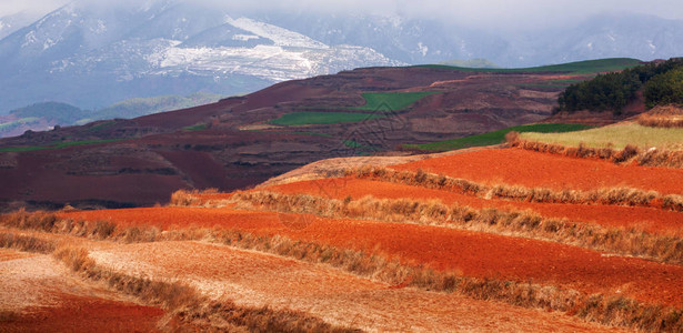 红土地在日出和云彩背景的五颜六色的风景照耀在梯田的麦田周围东川图片