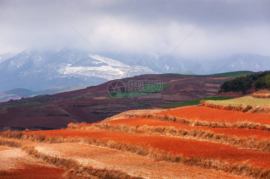 红土地在日出雪山和云彩背景的五颜六色的风景太阳照耀在梯田的麦田周围东川图片