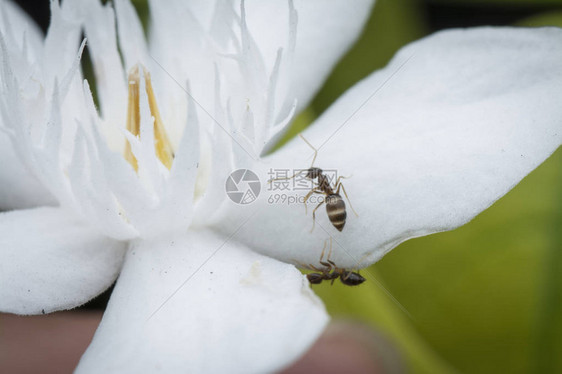 关闭白色花朵上的木匠蚂图片