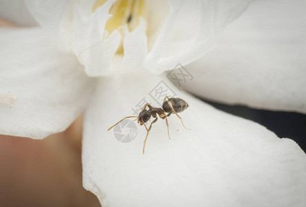 关闭白色花朵上的木匠蚂图片