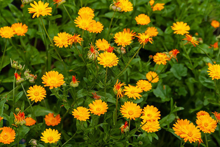夏天下午花朵里有橙色和黄色的花朵图片