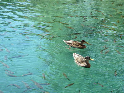 鸭子在美丽清澈的蓝色湖泊中与鱼一起游泳图片