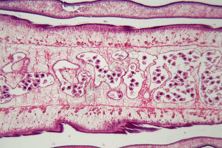 显微镜下的蠕虫体Proglott图片