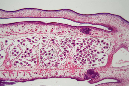 显微镜下的蠕虫体Proglott图片
