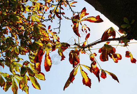 栗树黄橙红叶在秋季晒出淡蓝色的天空天空中美丽的秋叶剪影秋天的叶子变黄了板栗树图片