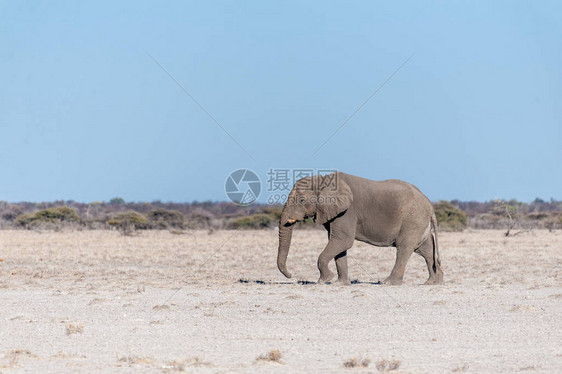 一头大雄非洲象LoxodontaAfricana走在埃托沙图片