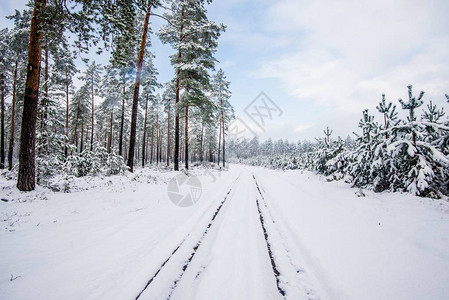 穿过雪覆盖的松树林在多云的冬季图片