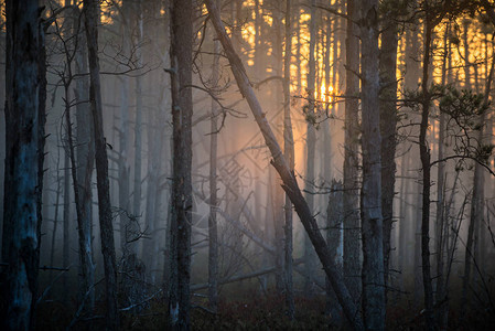 阳光松林的福吉早晨草丛植物和树木密图片
