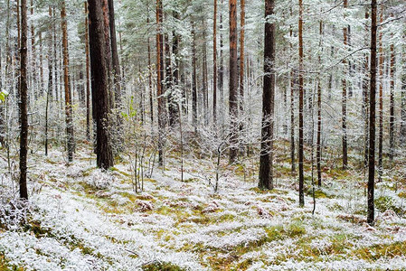 在秋天的阴云下第一次在森林中霜冻金叶图片