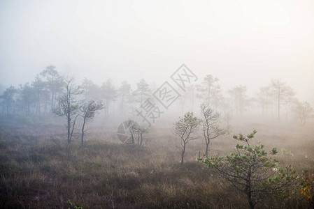 森林天多云清晨雾和绿松树拉托维亚图片