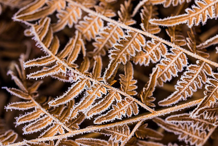 霜 叶白叶上的青霜特背景