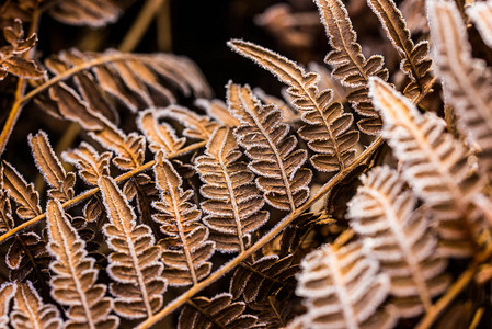 霜 叶白叶上的青霜特背景
