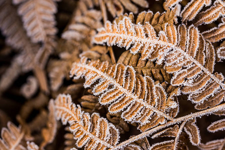 竹 叶白叶上的青霜特背景