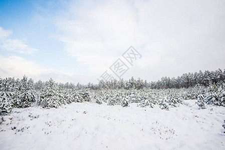 白雪覆盖的松树林在阳图片