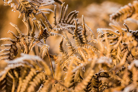 霜 叶白叶上的青霜特背景