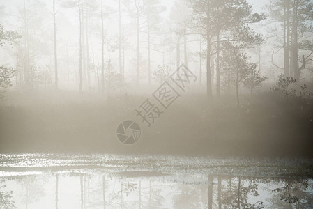 清晨雾沼泽和背景图片